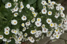 _DSC7264.webp
