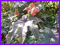 119.webp