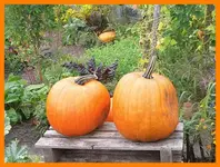 257.webp