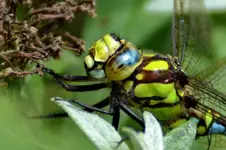 Libelle_28277.webp
