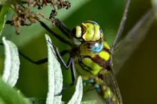 Libelle_28276.webp