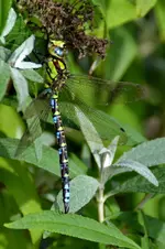 Libelle_28275.webp