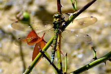 Libelle_27725.webp