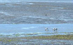 Copy of IMG_9551v.webp