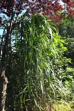 miscanthus giganteus.webp