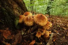 DSCF7905 (2).webp