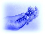 blaue Blume v.jpg
