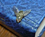 Copy of blaue Fliege.webp