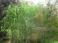 SAM_5530.webp