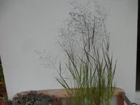 SAM_5546.webp