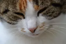 Mieze_00002.webp