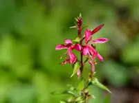 Gaura_28026.webp