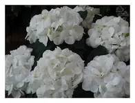 019.webp