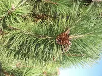 085.webp