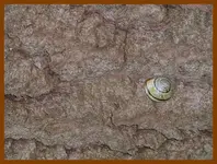 121.webp