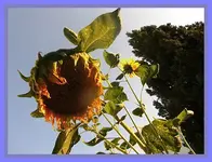 023.webp