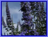 017.webp