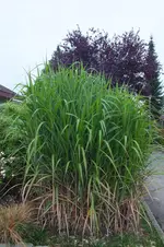DSCF7999.webp