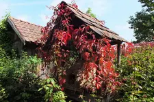 DSCF7981 (2).webp