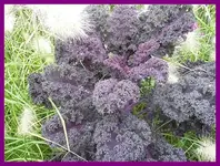 031.webp