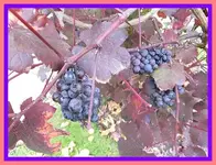 113.webp