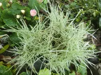 CIMG3838.webp