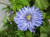 CIMG5568.webp