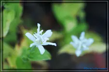 comp_DSC02315.webp