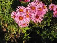 009.webp