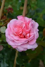 DSC_2972.webp