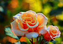 Caramella_morning dew_Morgentau_Gegenlicht_zwei_bokeh_700.webp