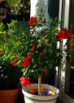 Hibiscus_rot_voll mit Knospen und Blüten_600.JPG