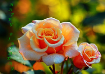 Caramella_morning dew.webp