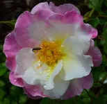citron fraise.webp