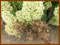 155.webp
