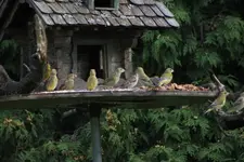 vogelh5.webp