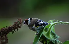 st mit kern.webp