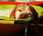 India_schläft_nostrils_Nase_700.webp