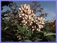 037.webp