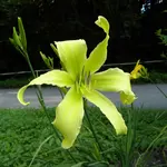 Lois Burns1.webp
