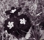 gothic_flowers_p.jpg