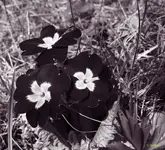 gothic_flowers_p.webp