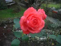 37Oma B. (3).webp