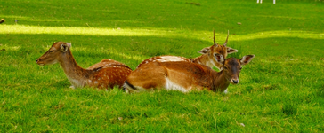 Damwild (1).webp