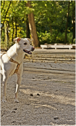 Anjas Hund Ringo.webp