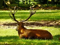 Hirsch.webp
