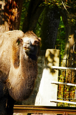 Trampeltier (2).webp