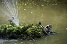 Wildenten.webp