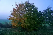 Hecke.webp