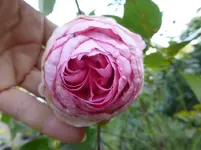 P1200941.webp